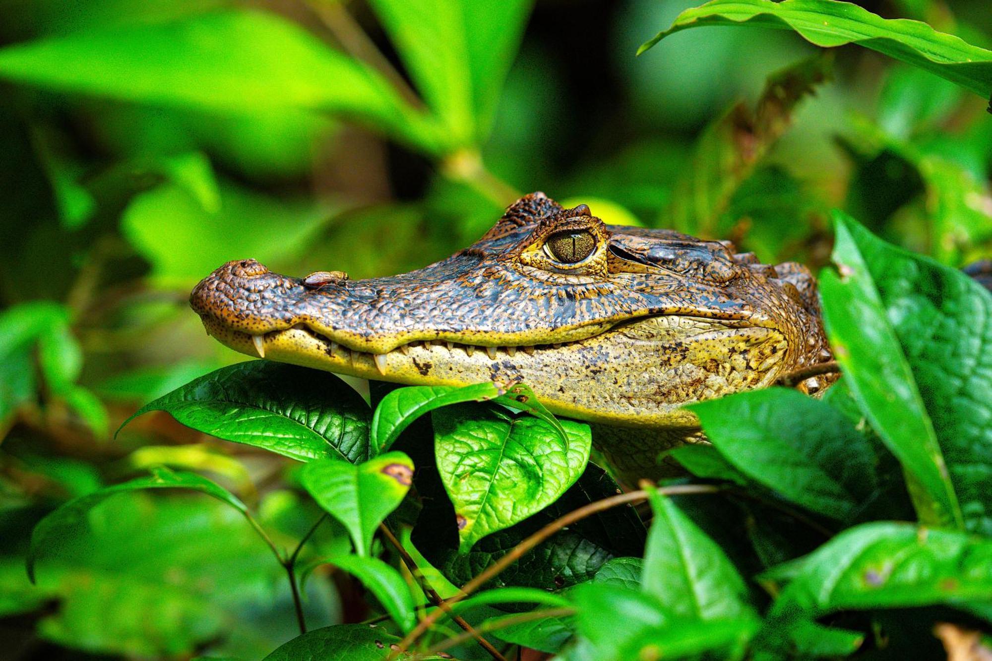 Aninga Lodge Tortuguero Ngoại thất bức ảnh