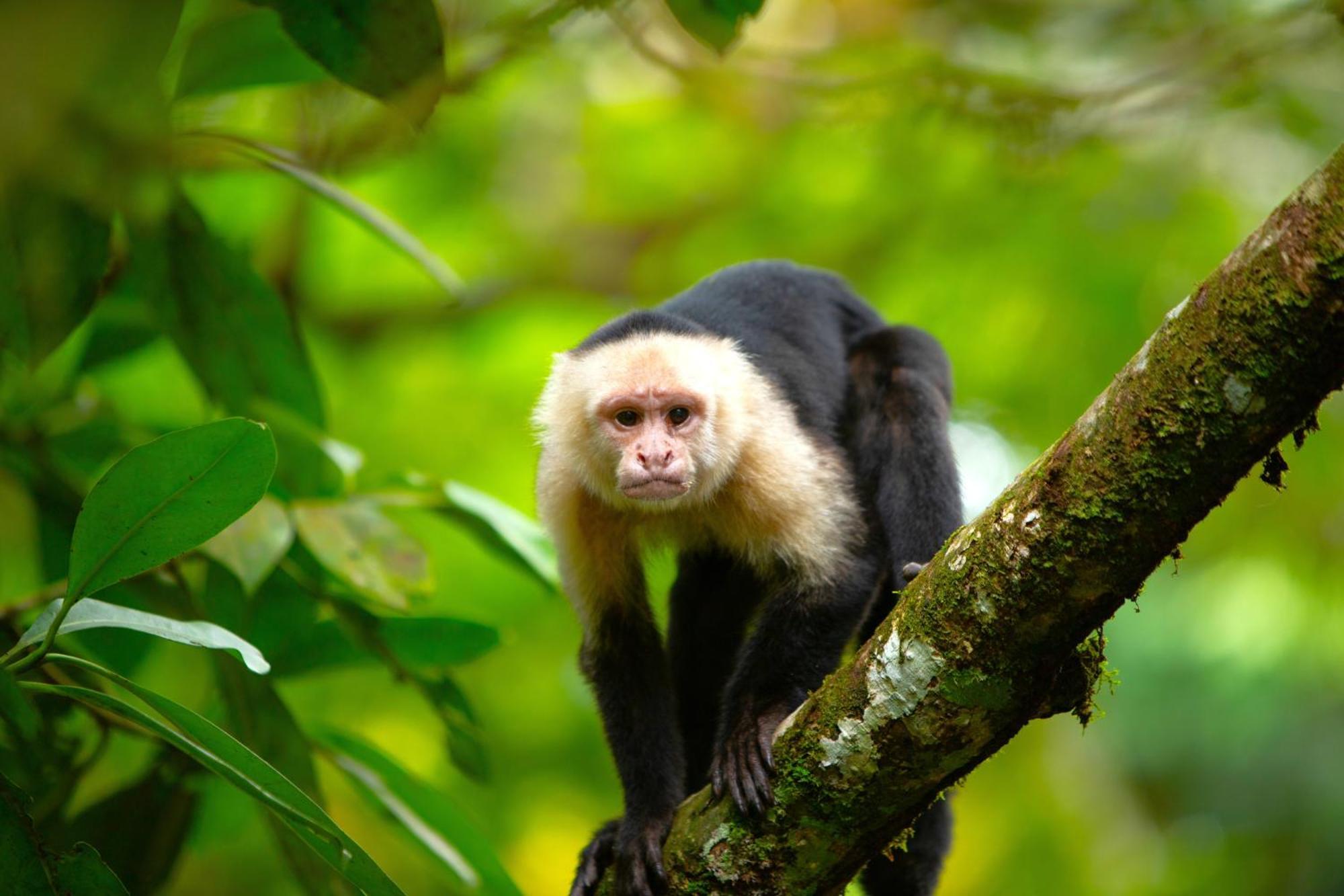 Aninga Lodge Tortuguero Ngoại thất bức ảnh