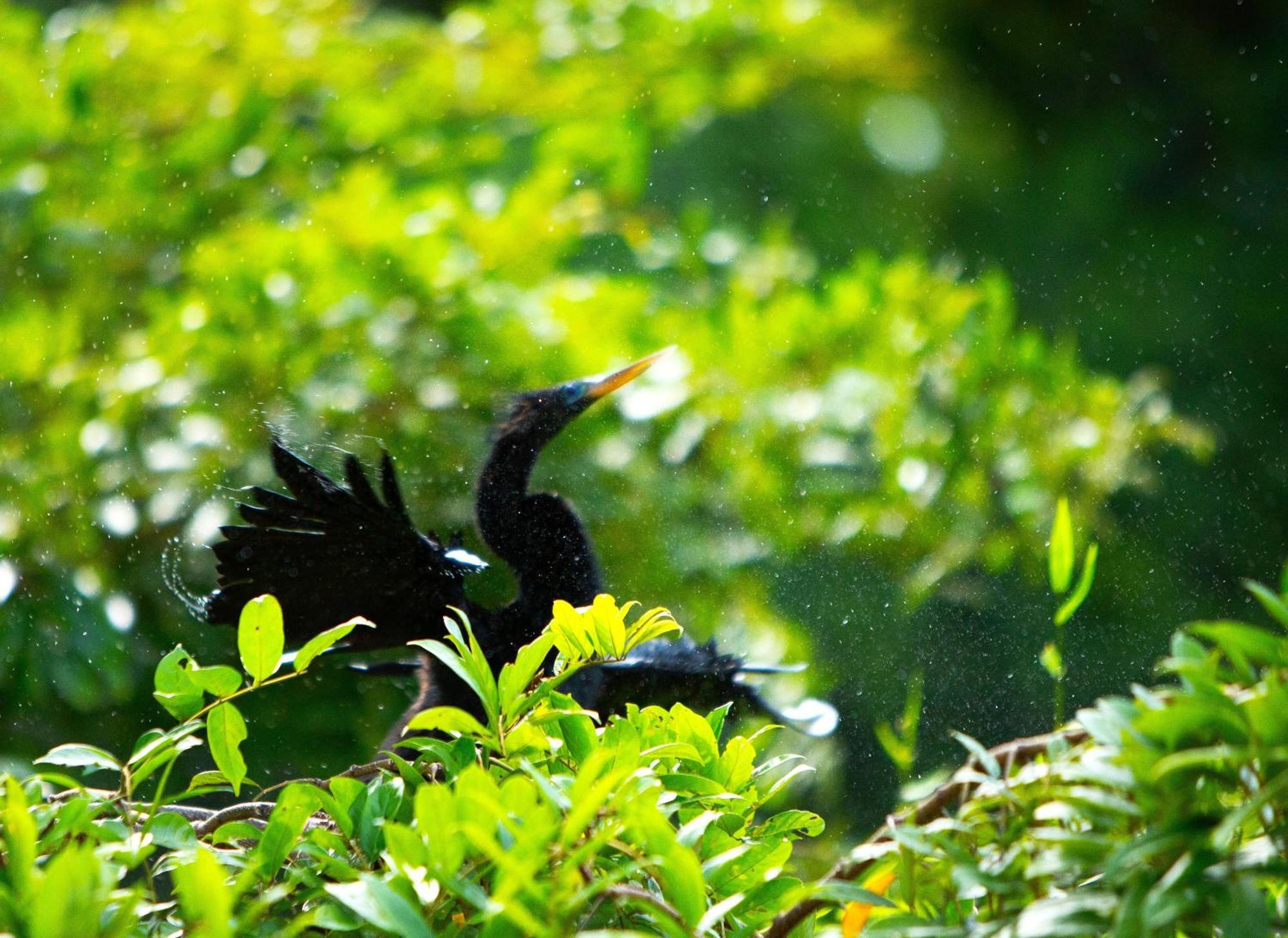 Aninga Lodge Tortuguero Ngoại thất bức ảnh