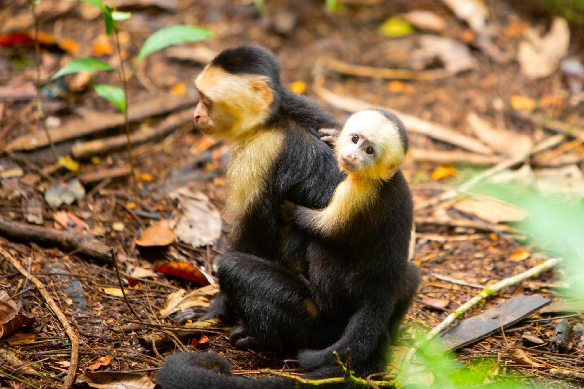 Aninga Lodge Tortuguero Ngoại thất bức ảnh