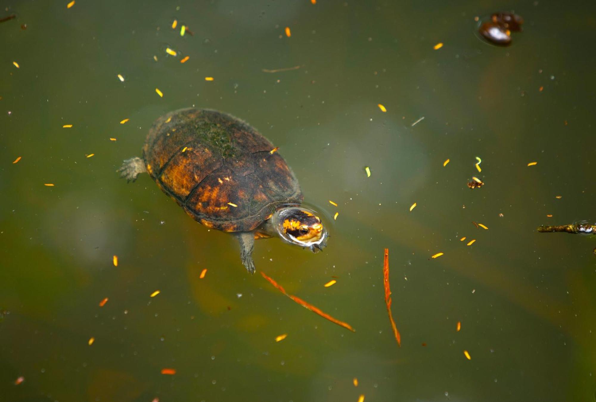 Aninga Lodge Tortuguero Ngoại thất bức ảnh