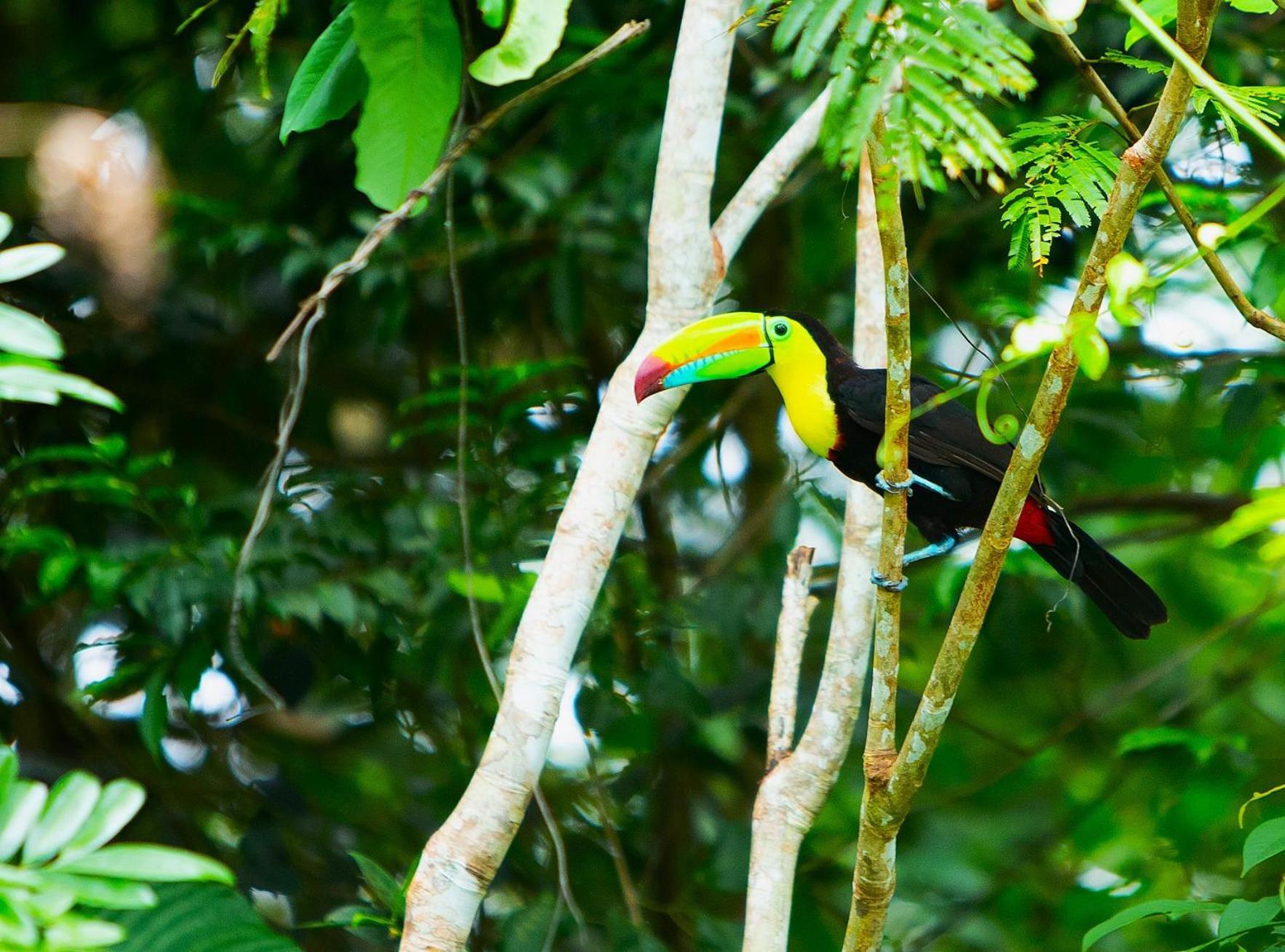 Aninga Lodge Tortuguero Ngoại thất bức ảnh