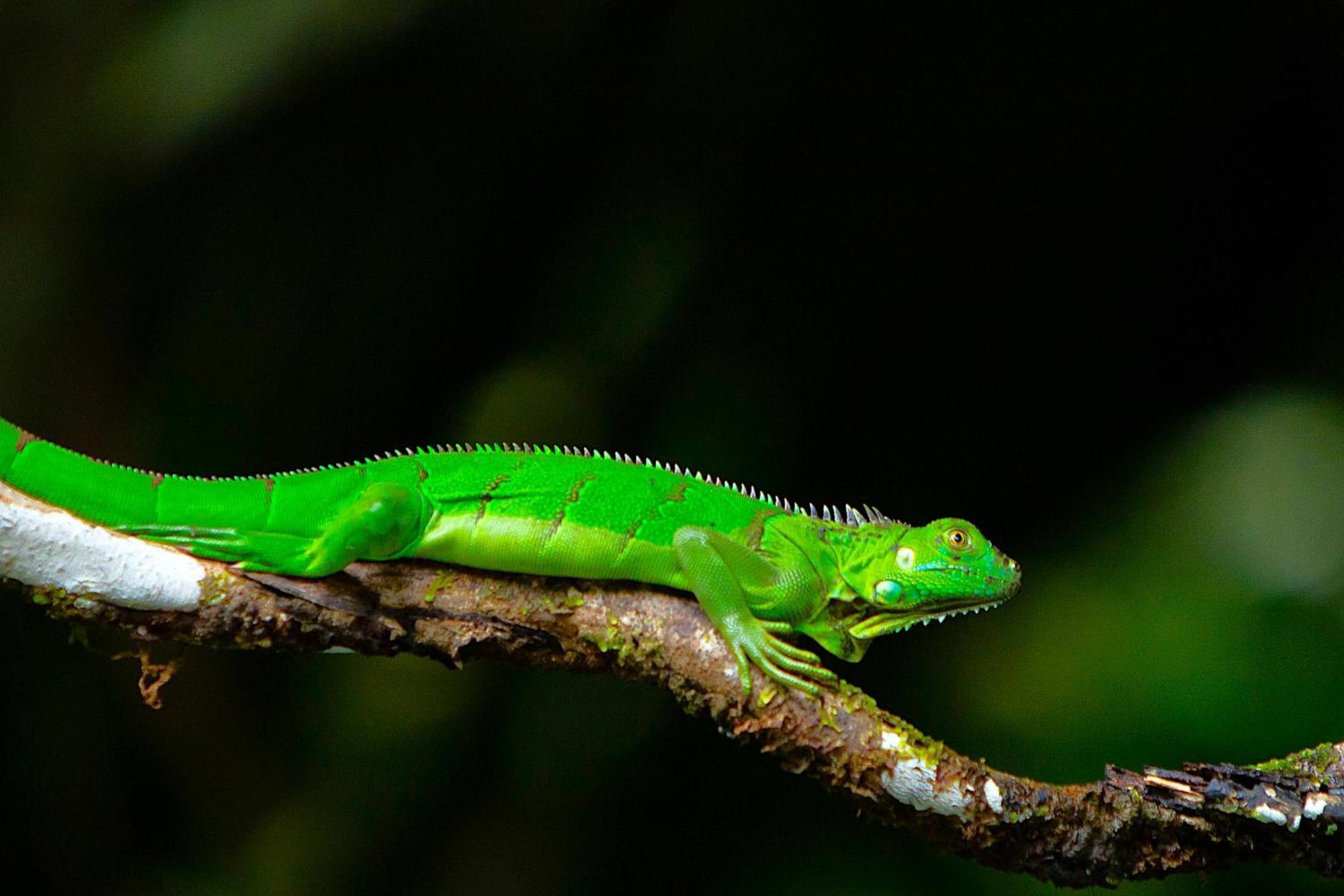 Aninga Lodge Tortuguero Ngoại thất bức ảnh