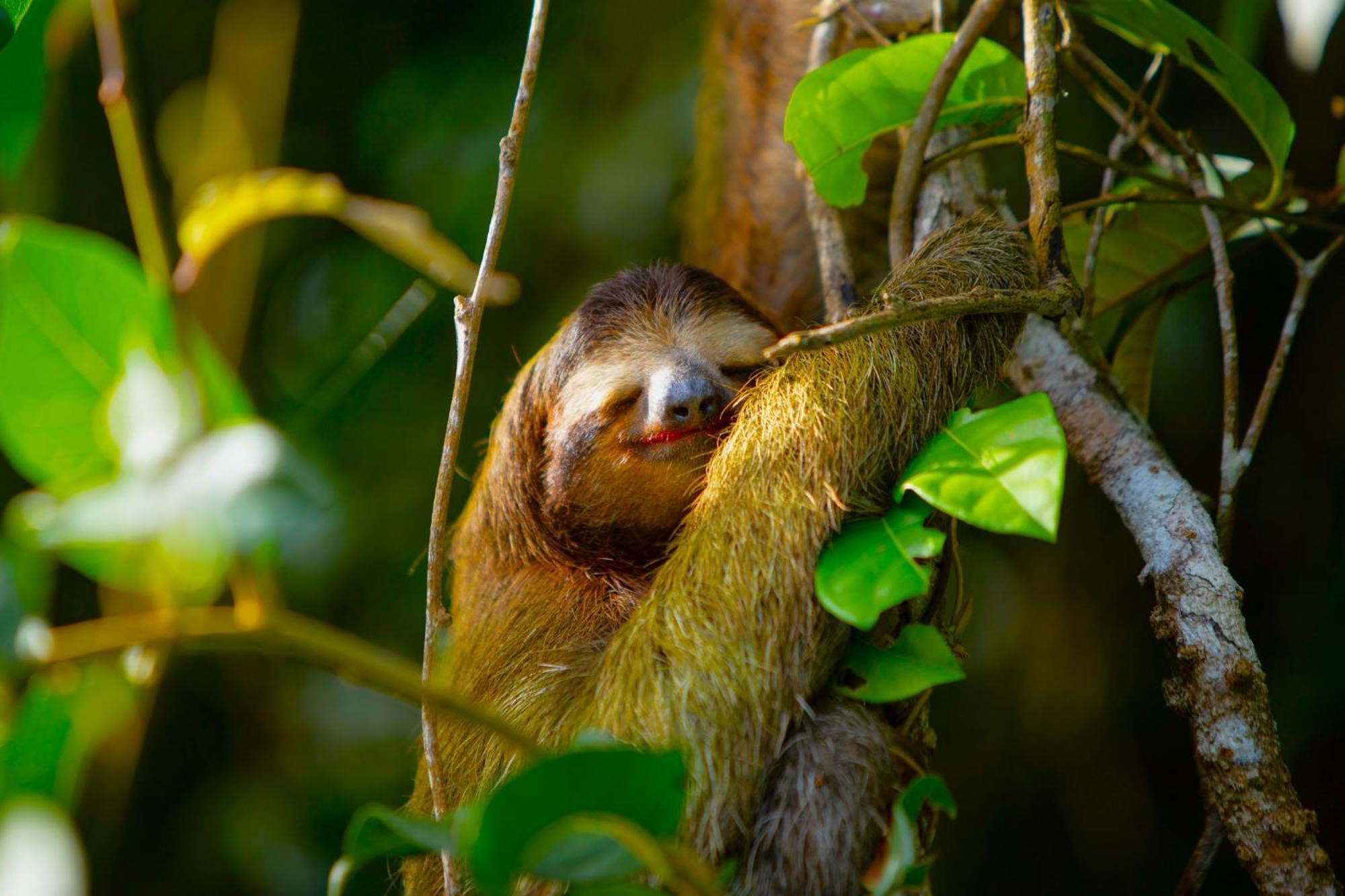 Aninga Lodge Tortuguero Ngoại thất bức ảnh