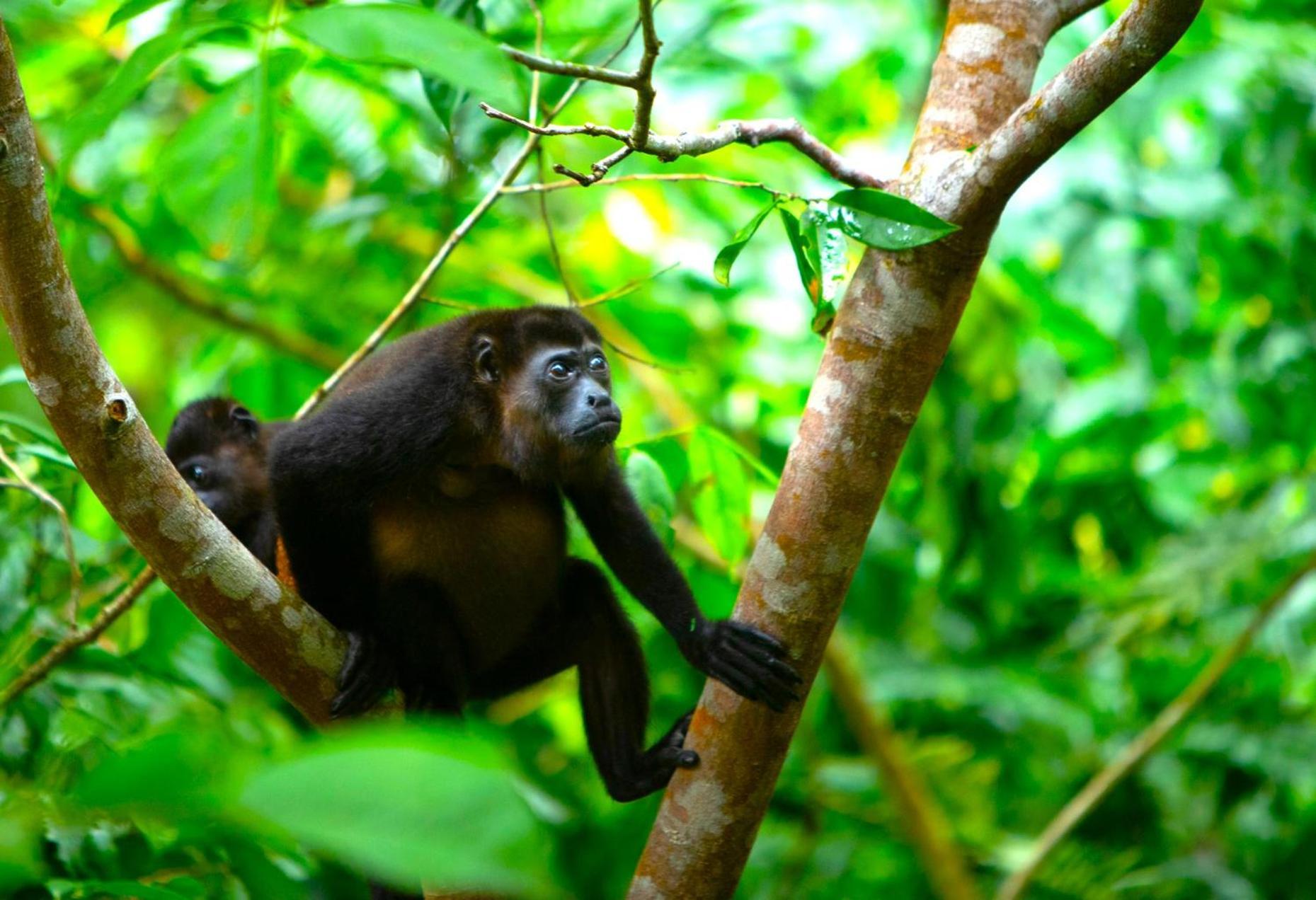 Aninga Lodge Tortuguero Ngoại thất bức ảnh